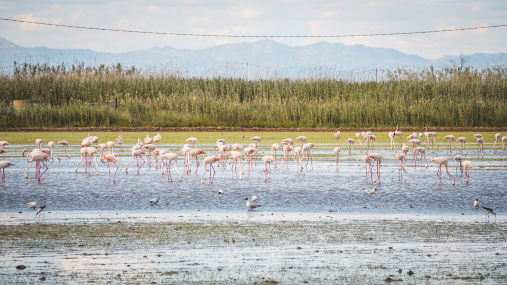 ebro-delta-spanje-3